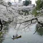 桜への郷愁
