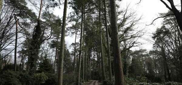 ヘーア通りの森の墓地を歩く